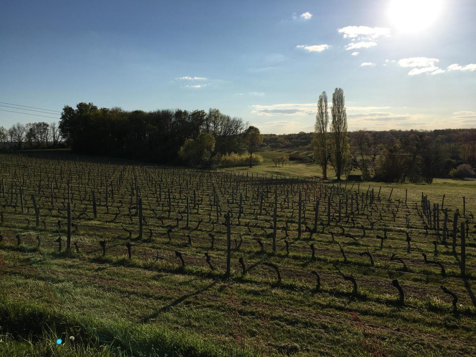 Chateau Masburel Fougueyrolles Εξωτερικό φωτογραφία